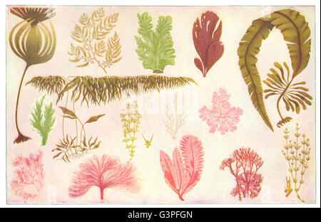 Les algues : aile du golfe peigne de la vessie lustre reed masquer les Irlandais de mauvaises herbes mousse, 1907 Banque D'Images