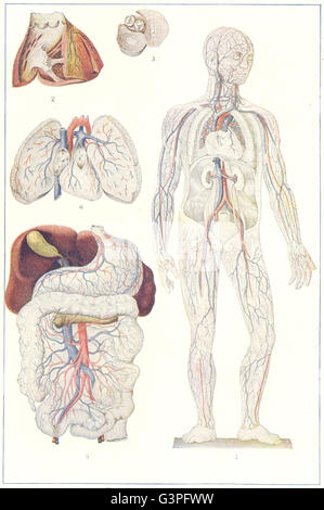 Système circulatoire : corps humain ; coeur ; le sang, poumons, tube digestif, 1907 Banque D'Images