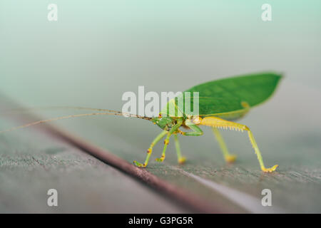 Green bush cricket ou longicorne sauterelle de lécher les jambes sur plancher en bois, l'arrière-plan flou flou with copy space Banque D'Images