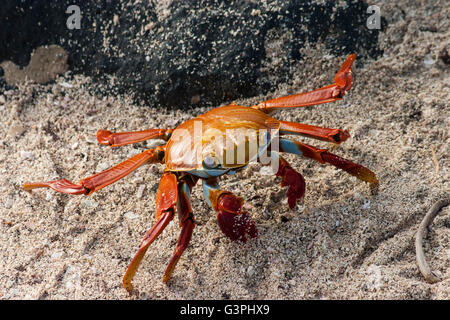 Sally Lightfoot crab trouvés dans les îles Galapagos, prises dans l'habitat naturel dans les roches et le sable des îles Galápagos. Banque D'Images