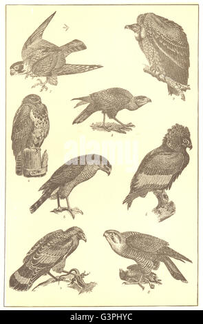 Les proies des oiseaux : Hobby Ruppell Vautour Carancho Bataleur Buzzard, Turumti 1907 Eagle Banque D'Images