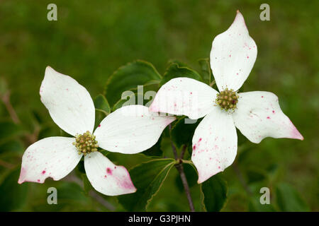 Cornouiller (Cornus kousa), Parc de la Westphalie, Dortmund, Ruhr, Rhénanie du Nord-Westphalie Banque D'Images