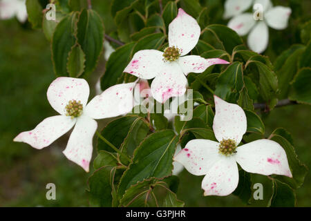 Cornouiller (Cornus kousa), Parc de la Westphalie, Dortmund, Ruhr, Rhénanie du Nord-Westphalie Banque D'Images