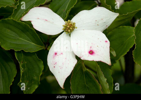 Cornouiller (Cornus kousa), Parc de la Westphalie, Dortmund, Ruhr, Rhénanie du Nord-Westphalie Banque D'Images