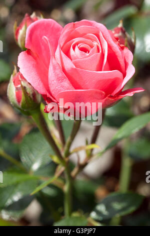 Floribunda, rose (Rosa), 'Bella Rosa', Westfalenpark, Dortmund, Rhénanie du Nord-Westphalie Banque D'Images