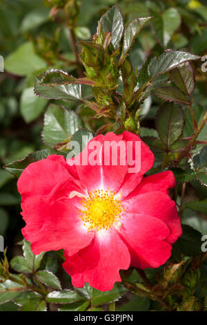 Floribunda, rose (Rosa), 'Couverture', rose, Westfalenpark Dortmund, Rhénanie du Nord-Westphalie Banque D'Images