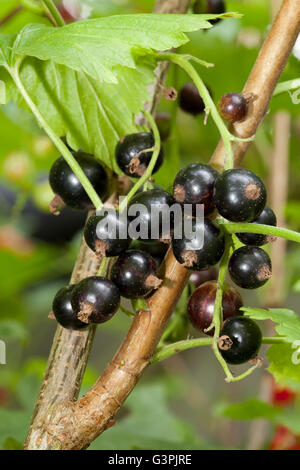 Cassis (Ribes nigrum) sur le bush, jardin, Dortmund, Rhénanie du Nord-Westphalie Banque D'Images