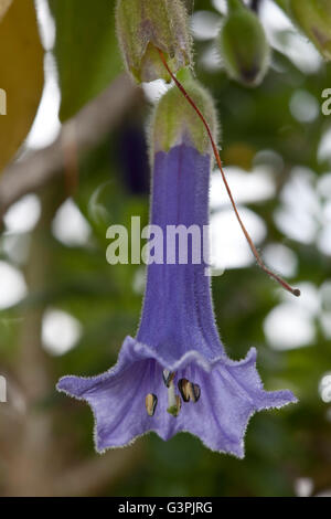 Mini Angel's Trumpet (Lochroma australe), jardin botanique, Bochum, Rhénanie du Nord-Westphalie Banque D'Images