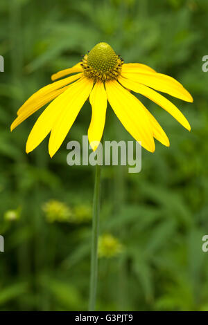 Coneflower Rudbeckia nitida (brillant), le Jardin Botanique, Bochum, Rhénanie du Nord-Westphalie Banque D'Images