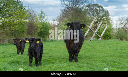 Galloway cattles noir sur vert pâturage, landkreis vechta, Oldenburg münsterland, Basse-Saxe, Allemagne Banque D'Images