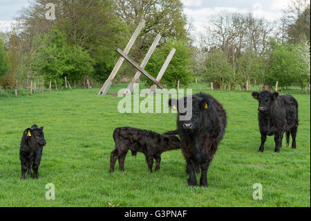 Galloway cattles noir sur vert pâturage, landkreis vechta, Oldenburg münsterland, Basse-Saxe, Allemagne Banque D'Images