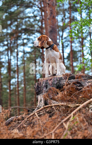 Le beagle dans les recherches forestières sur jeu Banque D'Images