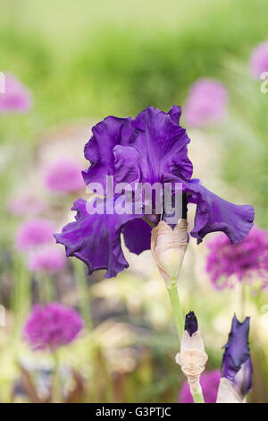Iris 'Titan's Glory' pousse dans un jardin anglais. Banque D'Images