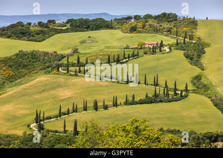 Winding road près de la Foce avec le célèbre cyprès au coeur de la Toscane, Italie Banque D'Images