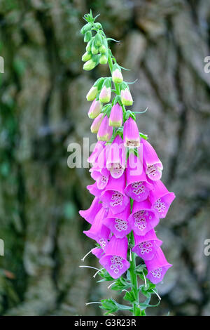 Purple digitales (Digitalis purpurea) Banque D'Images