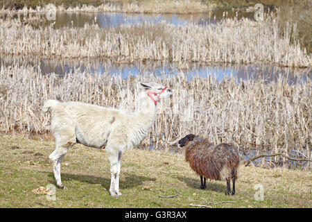 Lama et des moutons sur un pâturage naturel au printemps. Banque D'Images