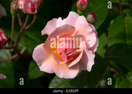 Rose clair rose close up Banque D'Images