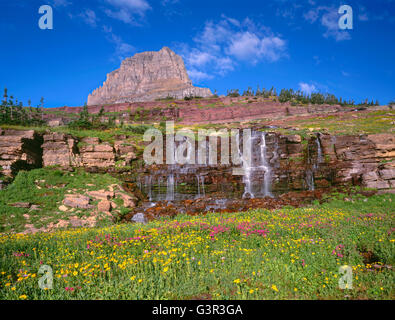 USA, Montana, le parc national des Glaciers, Monkeyflower et arnica fleurs sur Logan près de waterfall Creek sous Clements Mountain. Banque D'Images