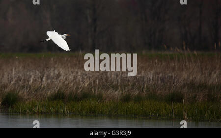 Grande Aigrette survolant un étang Banque D'Images
