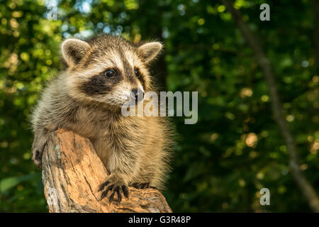 Un bébé raton laveur escalade une vieille souche dans la forêt. Banque D'Images
