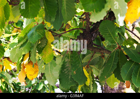 Automne feuilles colorées dense sur un chêne. Banque D'Images