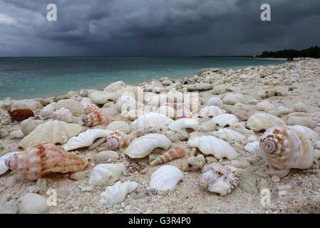 Plage avec coquillages naturels et des coraux en pleine tempête, l'île Christmas, Kiribati Banque D'Images