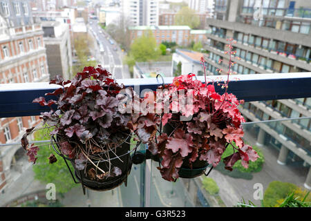 Heuchère pourpre et rouge de plus en plus d'Obsidienne Coral Bells heucheras en plante en pot sur Barbican Estate roof garden balcon au printemps à Londres UK KATHY DEWITT Banque D'Images