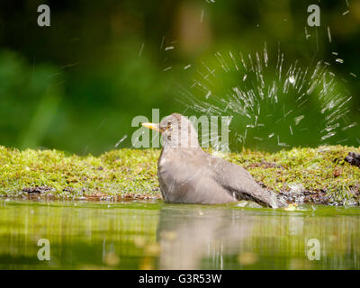 Blackbird, Turdus merula, seule femelle dans l'eau, de la Hongrie, Mai 2016 Banque D'Images