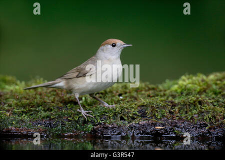 Blackcap, Sylvia atricapilla, seule femelle par l'eau, de la Hongrie, Mai 2016 Banque D'Images