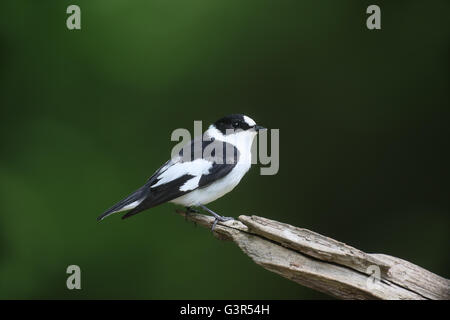 Moucherolle à collier Ficedula albicollis,, homme célibataire sur branch, Hongrie, Mai 2016 Banque D'Images