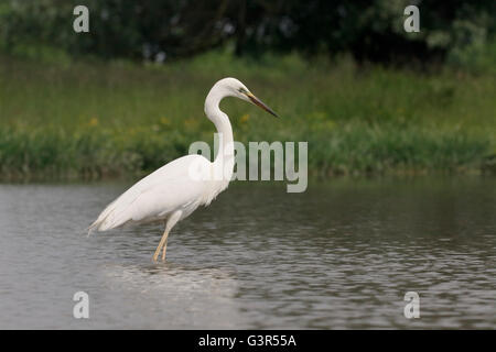 Grande Aigrette Ardea alba, seul oiseau dans l'eau, de la Hongrie, Mai 2016 Banque D'Images