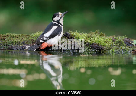 Grand Pic à taches, Dendrocopos major, seule femelle dans l'eau, de la Hongrie, Mai 2016 Banque D'Images