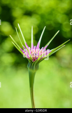 Profil de belle fleur de Tragopogon porrifolius Banque D'Images