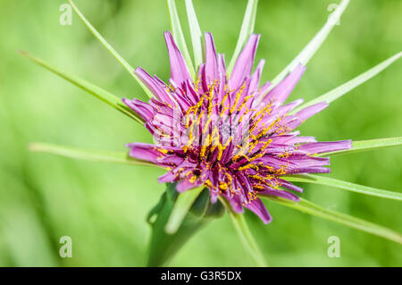 Belle fleur de Tragopogon porrifolius salsifis - Banque D'Images