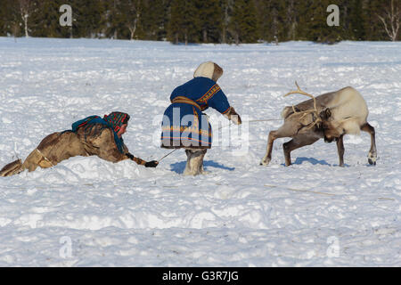 Nenets femme avec son fils saisit les cerfs. Le camp des éleveurs de rennes Nenets sur la péninsule de Yamal. Banque D'Images