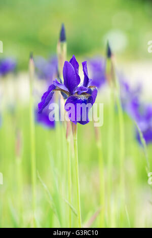 Iris sibirica Caesars 'frère'. Iris de Sibérie 'Caesars Brother' Banque D'Images