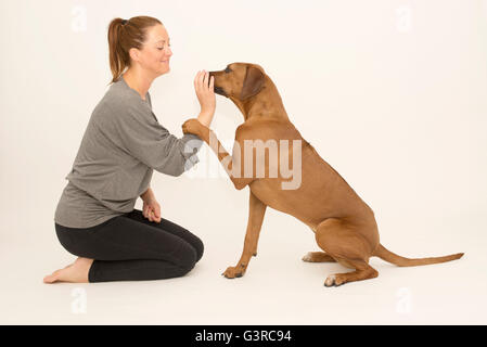 Le chien et le propriétaire au cours de l'entraînement montrant l'affection fond uni disposition horizontale chien assis avec patte sur le bras de propriétaires Banque D'Images