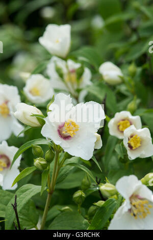Philadelphus 'Belle Etoile'. Mock Orange flowers Banque D'Images