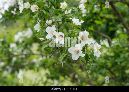 Philadelphus 'Belle Etoile'. Mock Orange flowers Banque D'Images