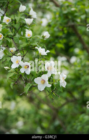 Philadelphus 'Belle Etoile'. Mock Orange flowers Banque D'Images
