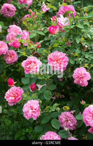 Rosa Hyde Hall / Ausbosky. Rosier Anglais arbustif rose. David Austin Roses Banque D'Images