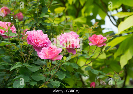 Rosa Hyde Hall / Ausbosky. Rosier Anglais arbustif rose. David Austin Roses Banque D'Images