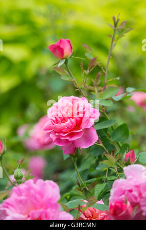 Rosa Hyde Hall / Ausbosky. Rosier Anglais arbustif rose. David Austin Roses Banque D'Images