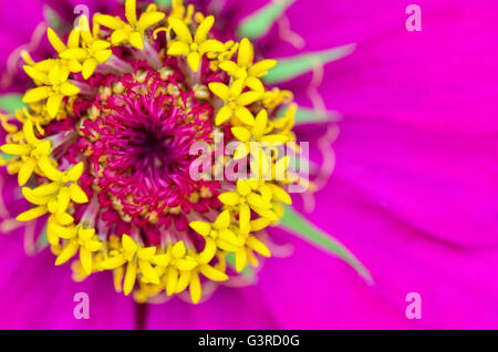 Sur un plan macro haut exotismebelle carpelle jaune pétales de rose sur le Zinnia elegans, de fleurs colorées en arrière-plan pour la nature. Banque D'Images