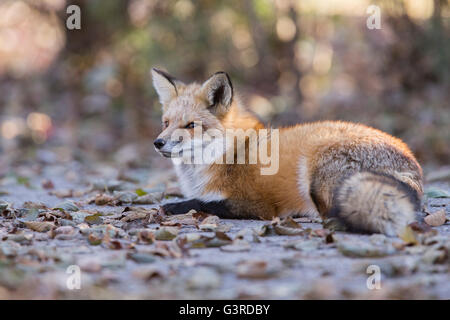 Beau mâle red fox sauvages en automne
