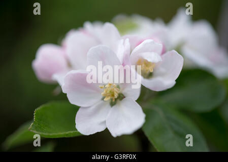 Close up of spring Apple Blossom. Fleurs d'une variété cultivée. Banque D'Images