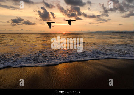 Ocean sunset oiseaux est deux oiseaux volant silhouetted against a sunset sky alors qu'une vague de douceur jusqu'à la rive. Banque D'Images