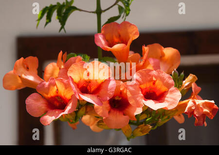 Belles fleurs rouges de la vigne trompette Trompette ou rampantes (campsis radicans) - soft focus Banque D'Images