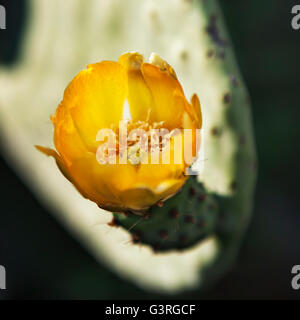 Figuiers de Barbarie Cactus (Opuntia ficus-indica) avec des fleurs d'or. Banque D'Images