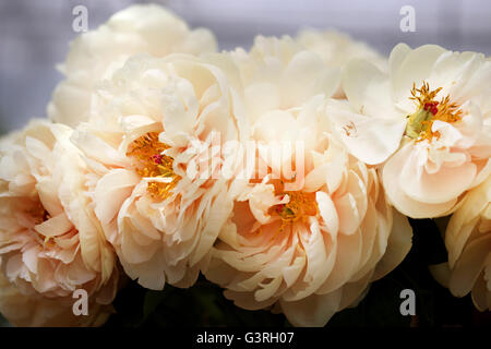 Belle photo de pivoines blanches dans le parc d'été Banque D'Images